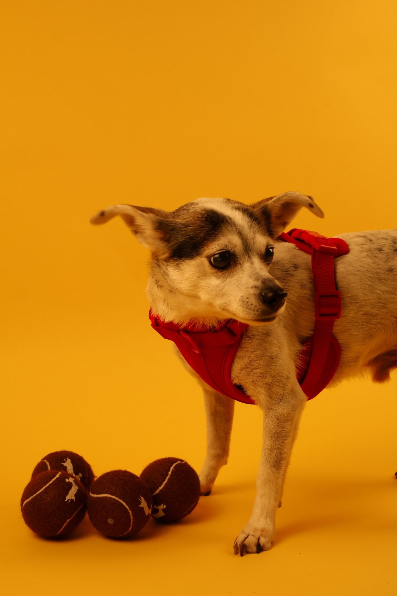 "Berry Rad" Dog Harness. Red Dog Harness with Yellow Detailing, Perfect for as a Small Dog Harness and a Big Dog Harness.