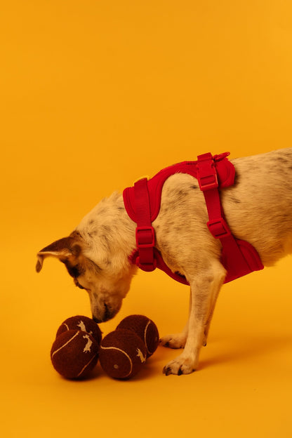 "Berry Rad" Dog Harness. Red Dog Harness with Yellow Detailing, Perfect for as a Small Dog Harness and a Big Dog Harness.