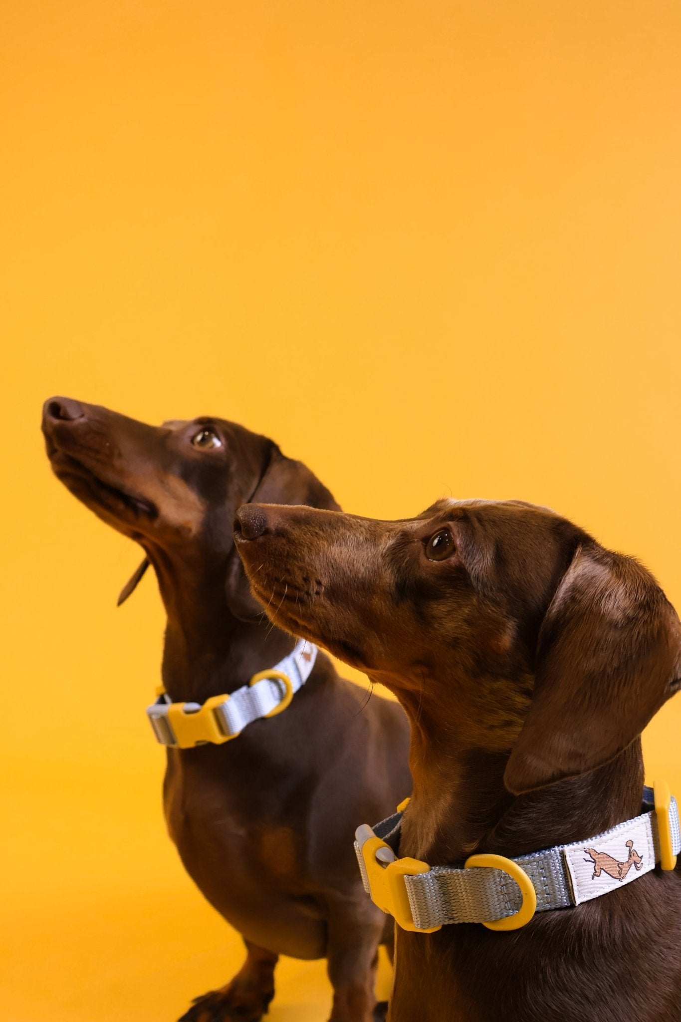 "Bloo" Dog Collar - The Good Boy Store. Baby Blue Dog Collar with Yellow Detailing. Adjustable with Quick Release Buckles.