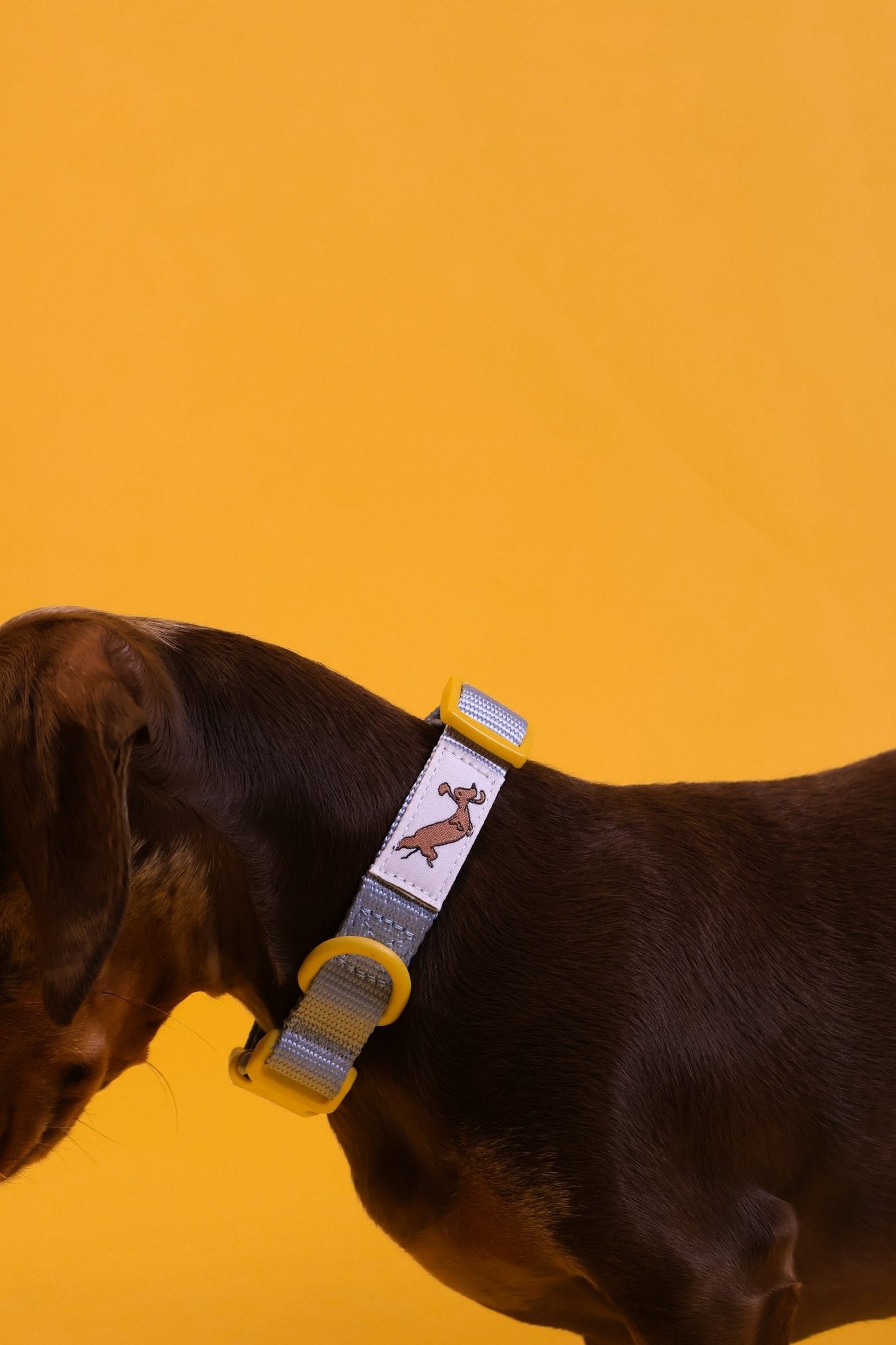 "Bloo" Dog Collar - The Good Boy Store. Baby Blue Dog Collar with Yellow Detailing. Adjustable with Quick Release Buckles.