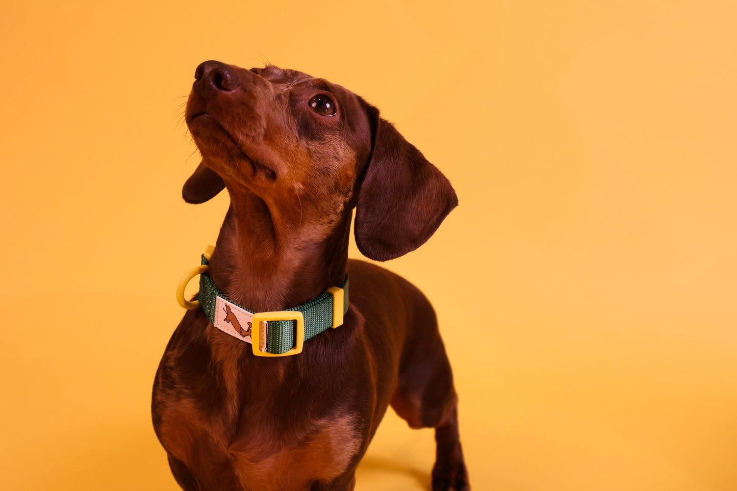 "Cacti" Dog Collar - The Good Boy Store. Deep Green Dog Collar with Yellow Detailing featuring high strength materials.
