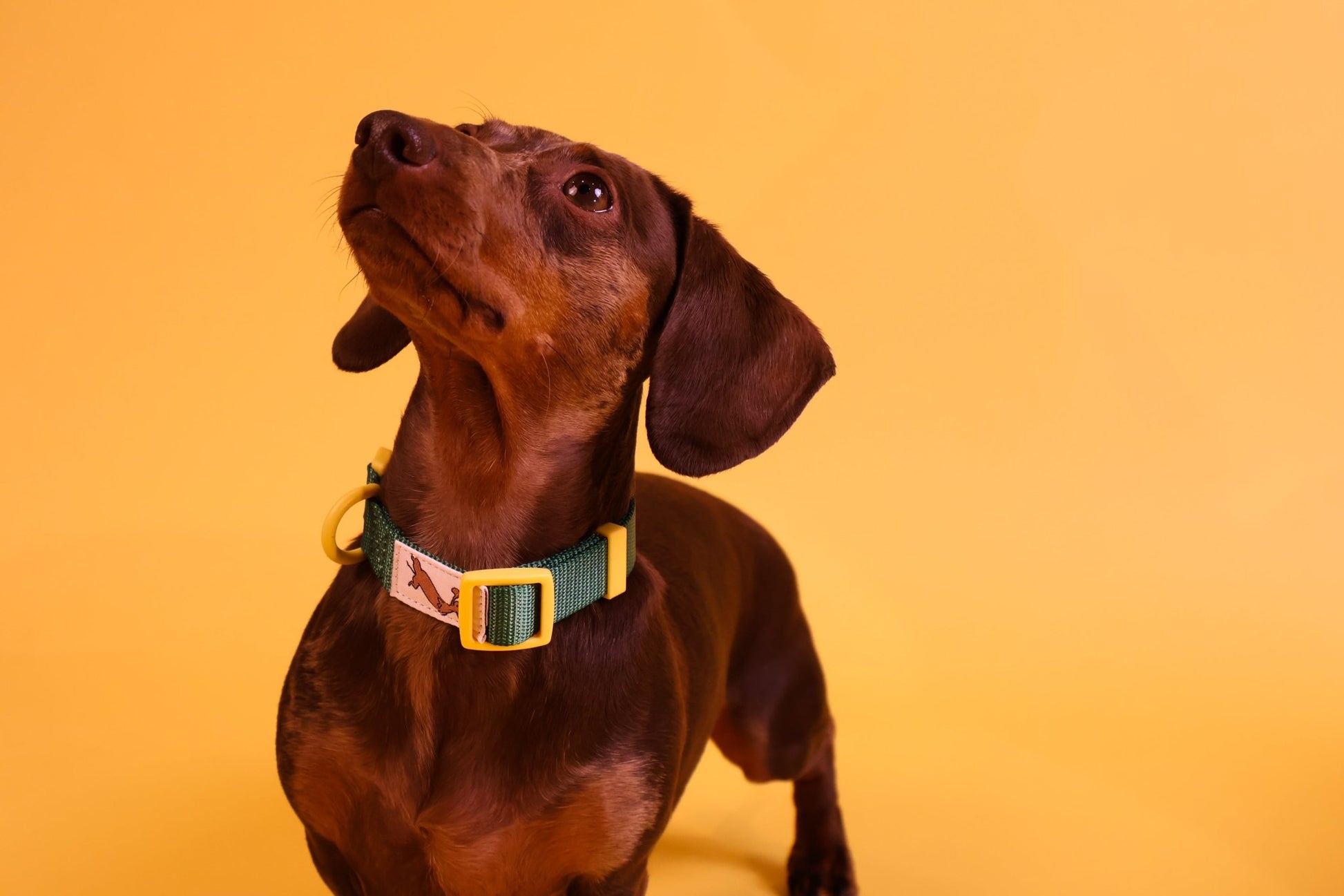 "Cacti" Dog Collar - The Good Boy Store. Deep Green Dog Collar with Yellow Detailing featuring high strength materials.
