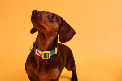 "Cacti" Dog Collar - The Good Boy Store. Deep Green Dog Collar with Yellow Detailing featuring high strength materials.