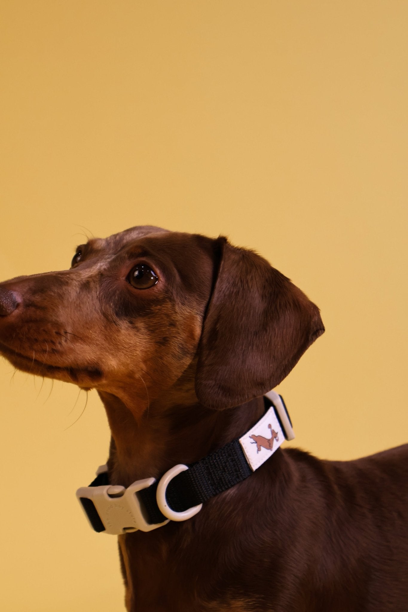 "Liquorice" Dog Collar - The Good Boy Store. Black Dog Collar with Grey Detailing. Sturdy, adjustable and Quick Release.