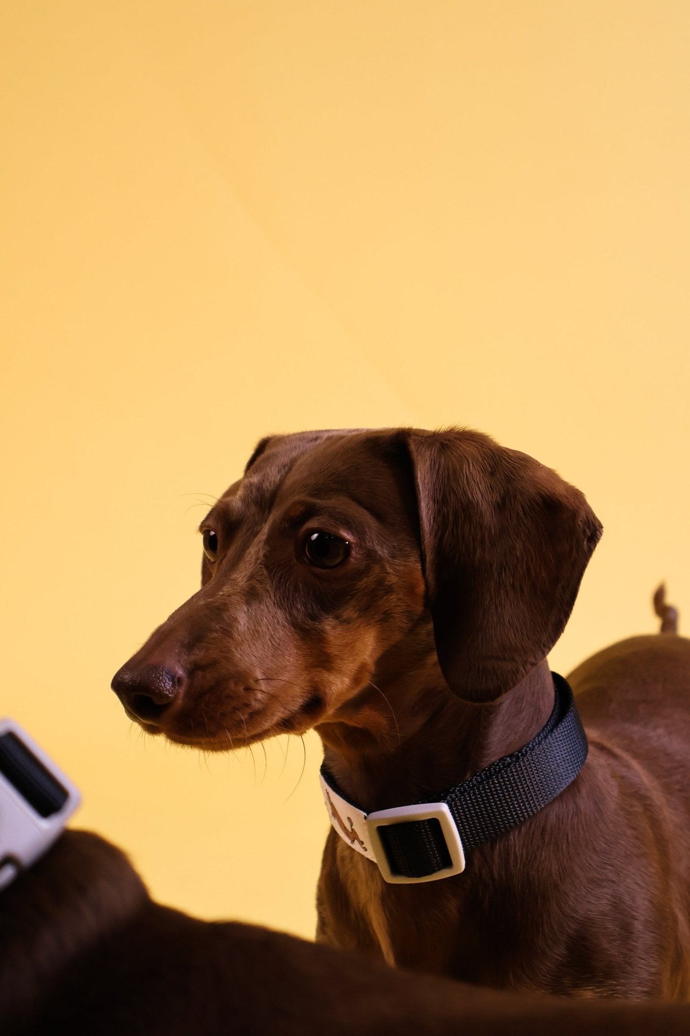 "Liquorice" Dog Collar - The Good Boy Store. Black Dog Collar with Grey Detailing. Sturdy, adjustable and Quick Release.