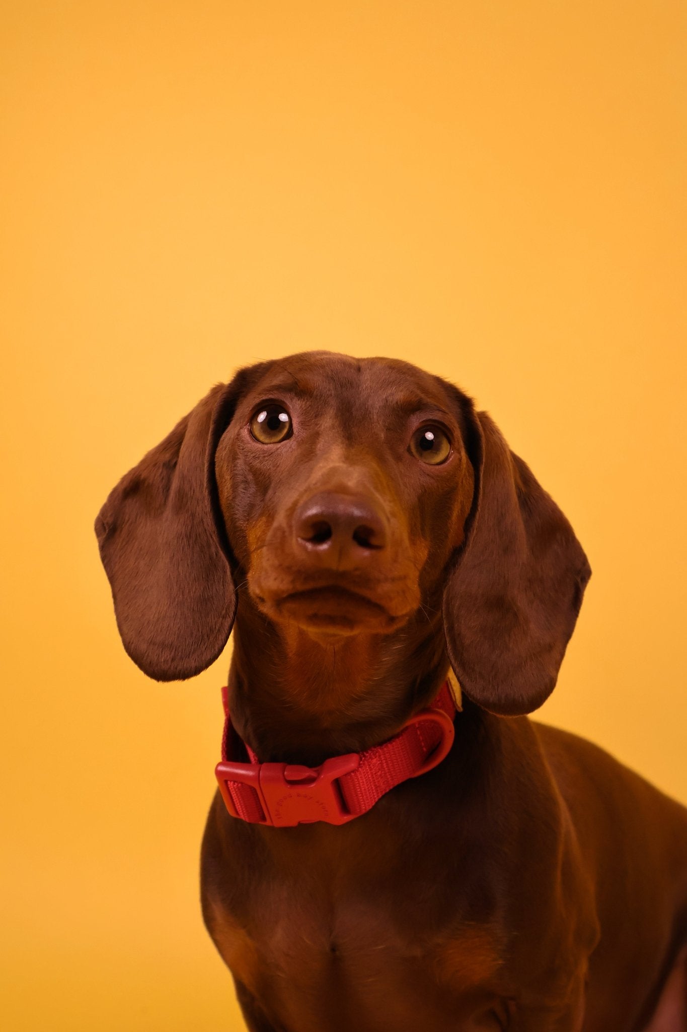 "Ruby" Dog Collar - The Good Boy Store. Classic Red Dog Collar: Adjustable with Quick Release Buckles.