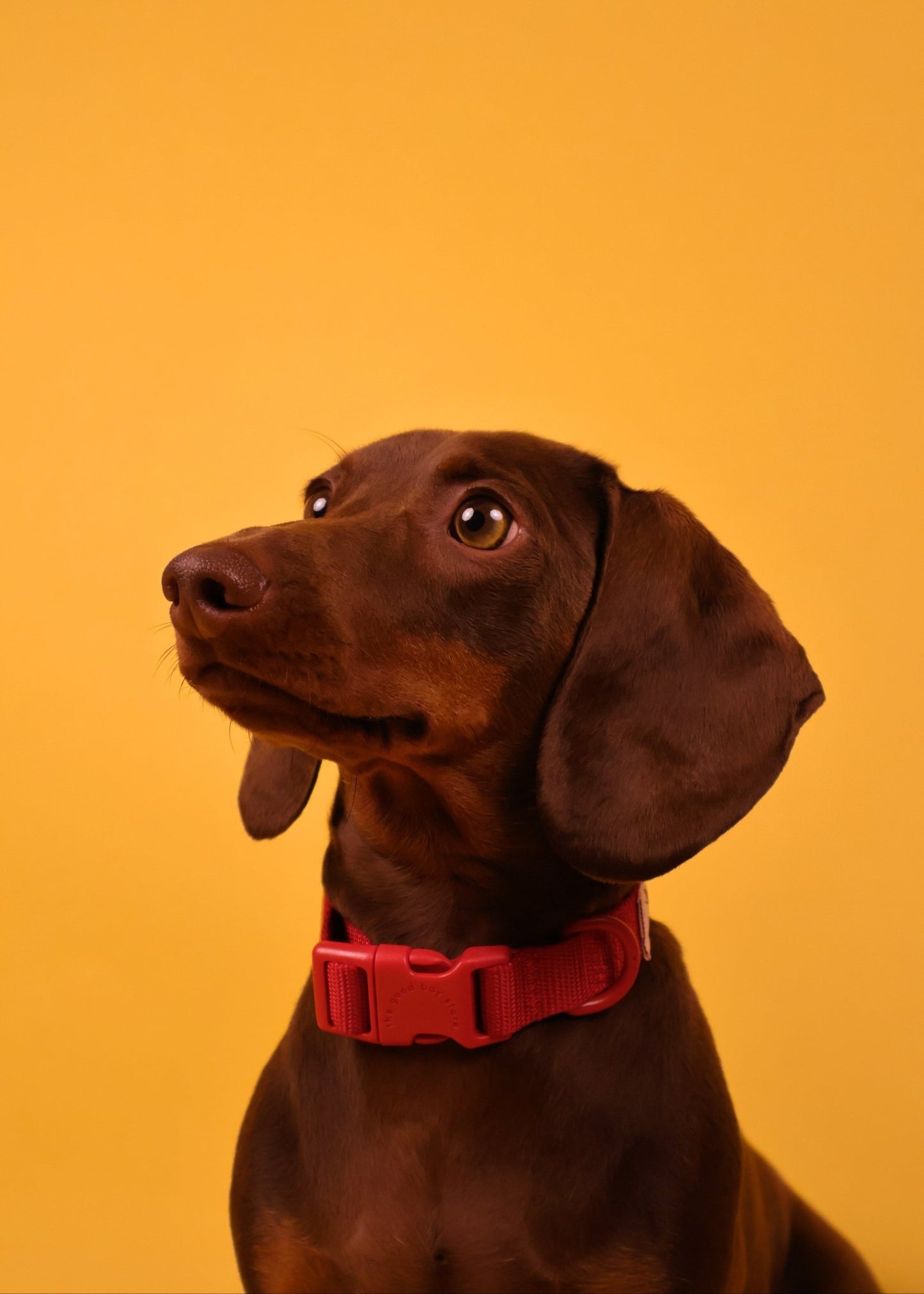 "Ruby" Dog Collar - The Good Boy Store. Classic Red Dog Collar: Adjustable with Quick Release Buckles.